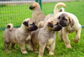 Kangal Köpekleri Sınır Karakollarında Görev Alacak