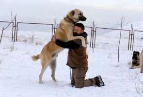 kangal_2.webp