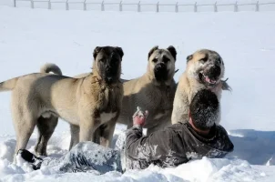 kangal_3.webp