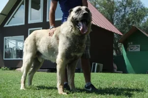 kangal_4.webp