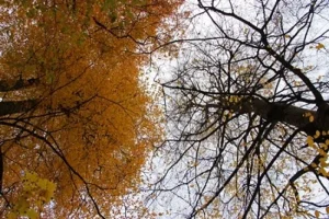 esk_5.webp