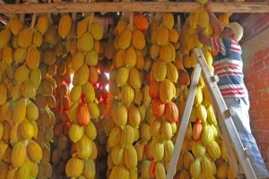 kirkagac_kavunu_5.webp