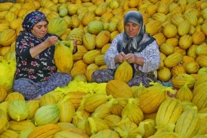 kirkagac_kavunu_8.webp