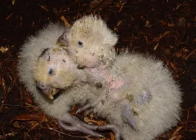 kakapo_yavrulari.webp
