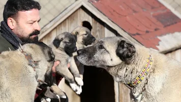 kangal-3.webp