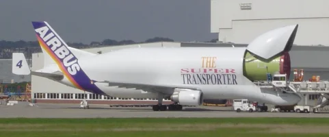 Beluga-2.webp