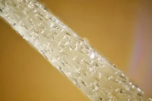 atlayan-cholla-2.webp