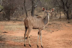 kudu.webp