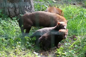 Çalı Köpeği