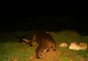 "Nesli Tehlikeye Yakın" Kategorisinde Olan Su Samuru Eskişehir'de Görüldü