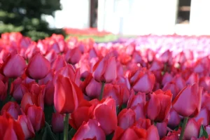 LAle.webp