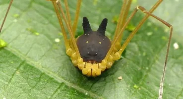 Kulakları Tavşana Kafası Köpeğe Vücudu Örümceğe Benzeyen Eklem Bacaklı - Bunny Harvestman