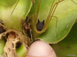 bunny-harvestman-2.webp