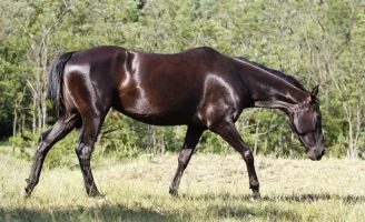 ahal-teke-2.webp