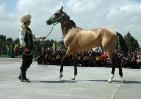 ahal-teke-4.webp