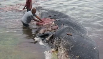 Kıyıya Vuran Ölü Balinanın Midesinden 6 Kilo Plastik Çöp Çıktı