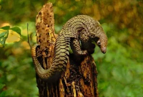 Pangolin - Nesli Tükenmekte Olan Sevimli Hayvan