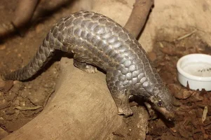 pangolin-3.webp