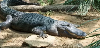 alligator.webp