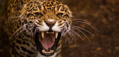 jaguar.webp