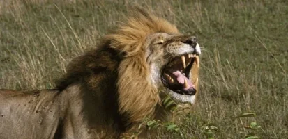 aslan-2.webp