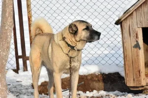 Dişi Kangal Köpekleri Yavrularını Neden Yiyor?