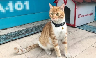 Yoldan Geçen Erkeklere ve Köpeklere Saldıran Kedi