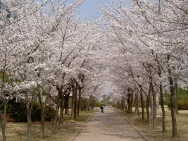 sakura-5.webp
