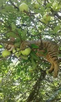 elma-kedi.webp