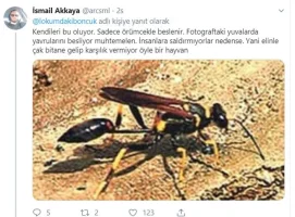 twt1.webp