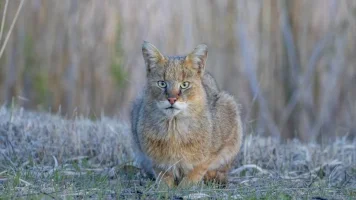 saz-kedisi-3afc49571980a6a1d.webp