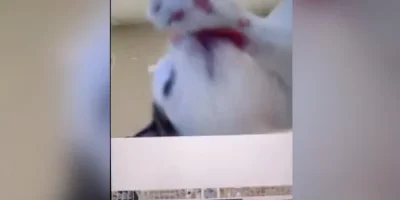 Dünya bu görüntüleri konuşuyor. Maymuna rakip çıktı