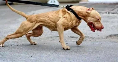 pitbull-terrierc59b3c42069640fb.webp