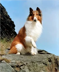 llassie.webp