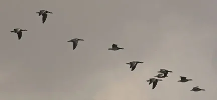 Göçmen Kuşların Biyolojik Pusulası