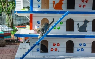 kedi-apartmani-2f7770633c99d8dff.webp