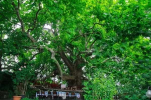 İnkaya Çınarı (Ulu Çınar) - Bursa