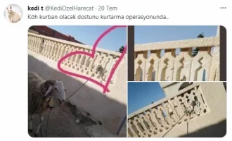 Kurbanı Kurtarmak İçin Gizli Operasyon Yaptı. Kedi Özel Harekat İş Başında
