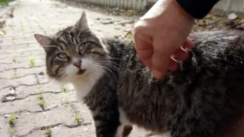 Kediler Neden "Pisi Pisi" Sesine Tepki Verip Yanımıza Gelir? Her Kültürde Geçerli Bir Durum mudur?