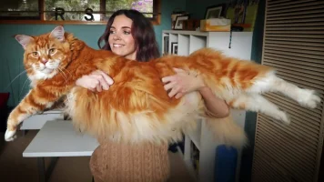 maine-coon-kediler.webp