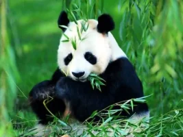 Panda “Bambu Ayısı”