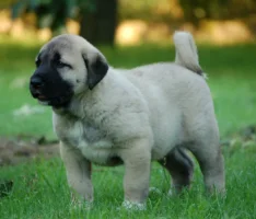 Kangal