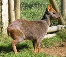 Pudu (Dünyanın En Küçük Geyik Türü)