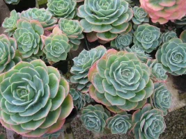 Saksı Güzeli - Eçeverya (Echeveria)