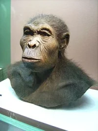 Homo habilis