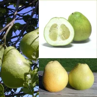 Pomelo - Çin Greyfurdu - Ağaç Kavunu - Pompous Limonu