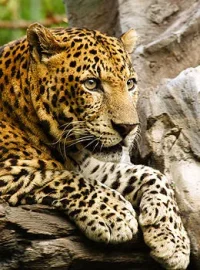 Leopar ( Pars )