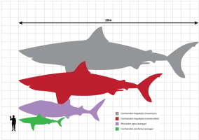 Dev Köpekbalığı Megalodon Gerçekte var mıydı?