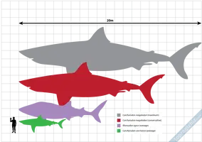 842px-_Megalodon_scale.svg.webp