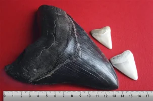 Megalodon’un 18cm’lik diş ölçüleri